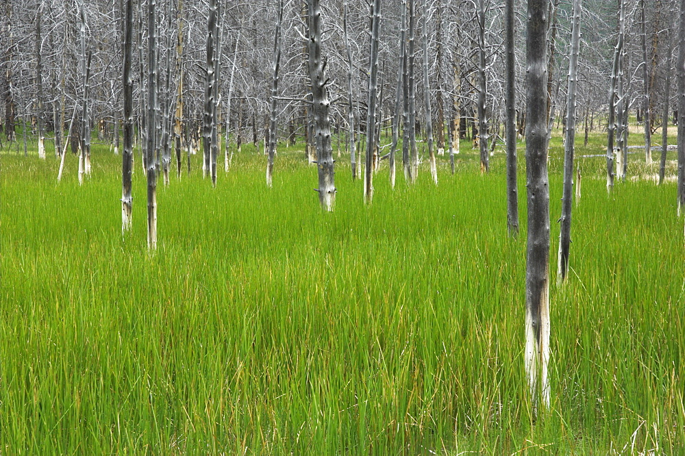 Dead tree trunks in hot spring area of the Midway Geyser Basin, Yellowstone National Park, UNESCO World Heritage Site, Wyoming, United States of America, North America