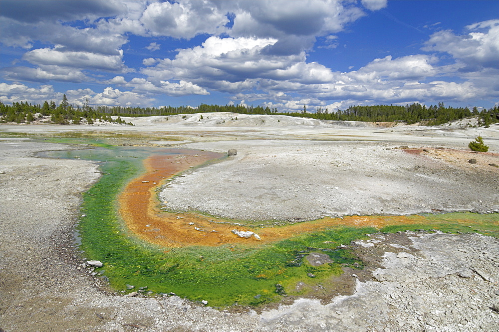 Whirligig Geyser runoff, Porcelain Basin, Norris Geyser Basin, Yellowstone National Park, UNESCO World Heritage Site, Wyoming, United States of America, North America