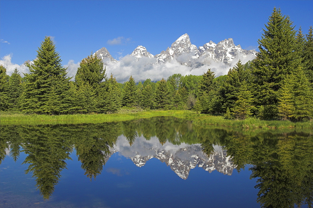 The Cathedral Group of Mount Teewinot, Mount Owen and Grand Teton reflected in the Beaver Pond, Schwabacher's Landing, Grand Teton National Park, Wyoming, United States of America, North America