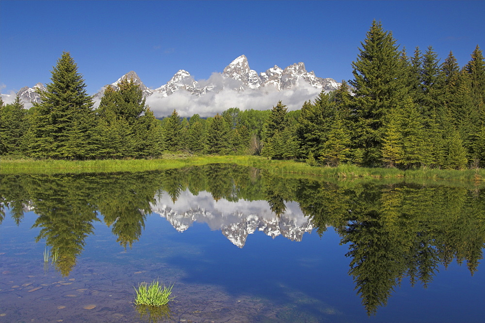 The Cathedral Group of Mount Teewinot, Mount Owen and Grand Teton reflected in the Beaver Pond, Schwabacher's Landing, Grand Teton National Park, Wyoming, United States of America, North America