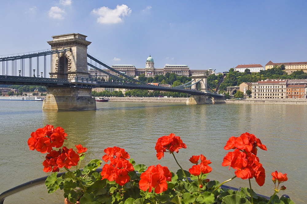 Red geraniums and the Chain Bridge (Szechenyi Lanchid) over the River Danube, with the Hungarian National Gallery, behind, UNESCO World Heritage Site, Budapest, Hungary, Europe