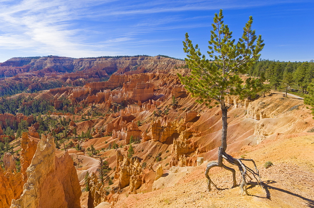 Shallow rooted pine (Limber pine) (Pinus flexilis), at the edge of Bryce Amphitheater, with lots of eroding hoodoos, Sunrise Point, Bryce Canyon National Park, Utah, United States of America, North America