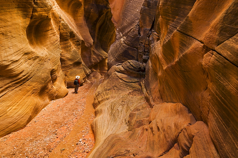 Hiker walking down the stream between eroded entrada sandstone slot canyon walls at Willis creek, Grand Staircase-Escalante National Monument, Kane County, Utah, United States of America, North America