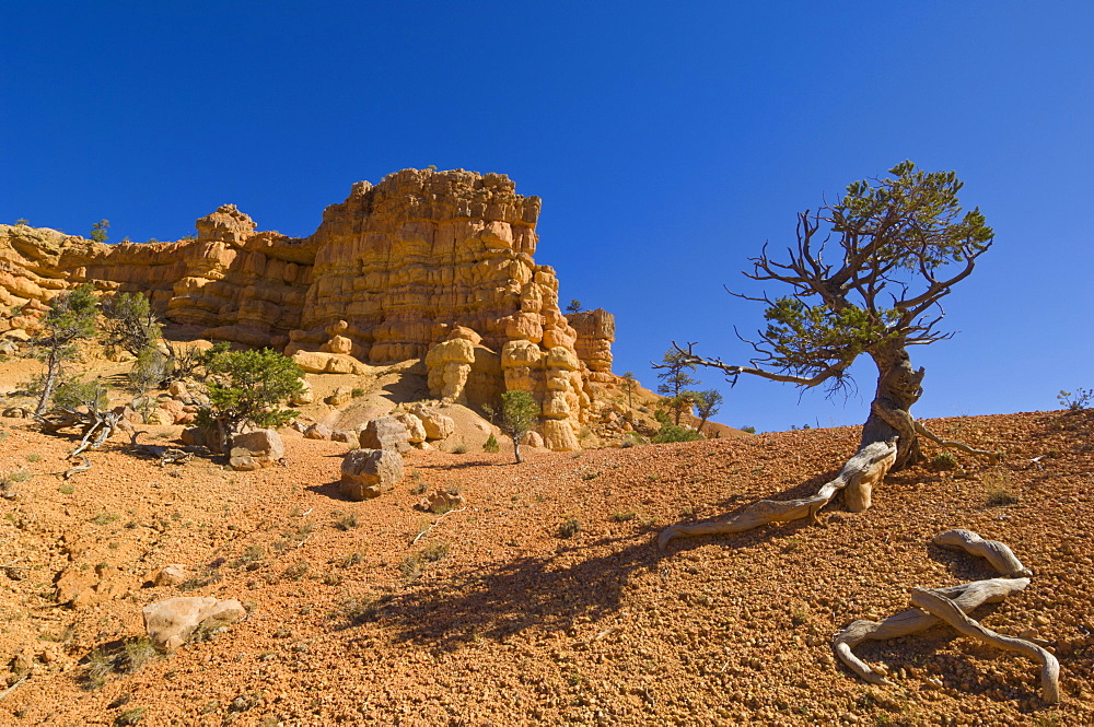 Sandstone cliffs of Claron formation, Pink Ledges Trail, Red Canyon, Utah, United States of America, North America