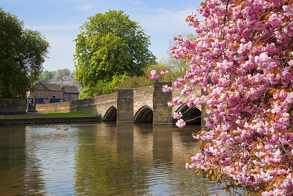 Pink cherry blossom on tree by the bridge over the River Wye, Bakewell, Peak District National Park, Derbyshire, England, United Kingdom, Europe