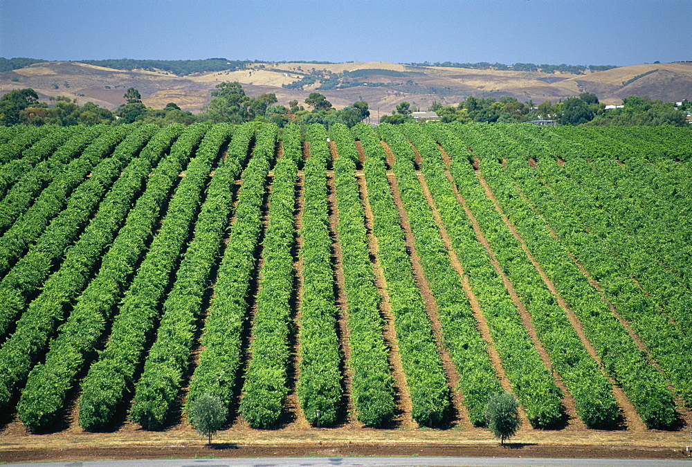 Vine rows, McLaren Vale-Maxwell Wines, Australia 