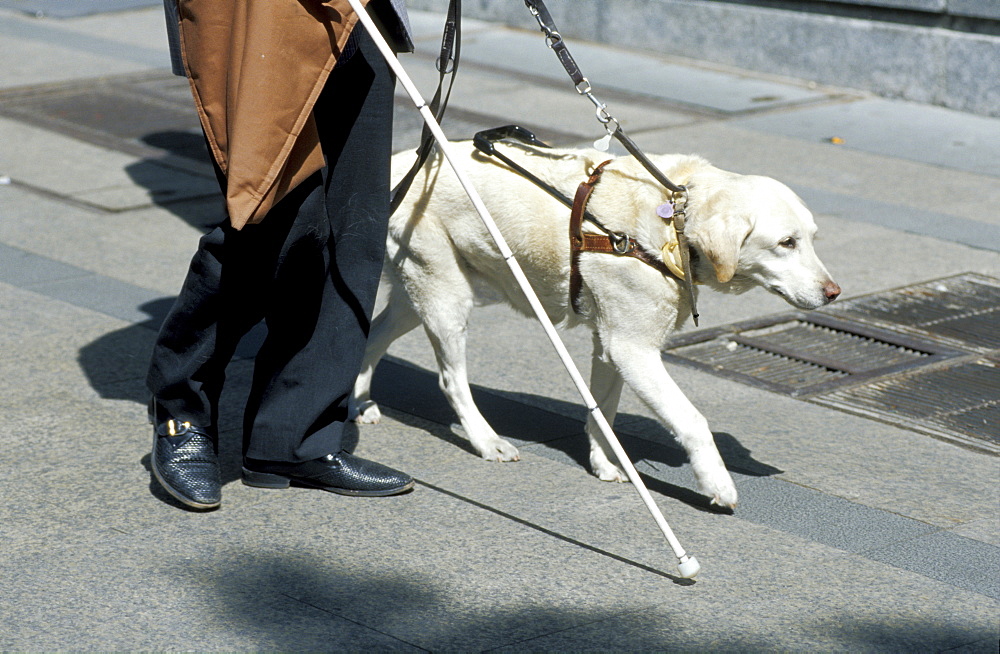 Spain, Madrid, Dog Leading A Blind Man