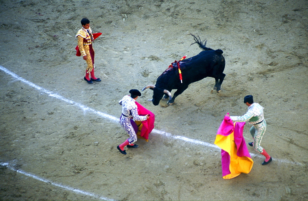 Spain, Madrid, Plaza De Toros, Six Toros Corrida With Matador Julian Lopez El Juli Hold On May 27th 2003 (San Isdro Feria)