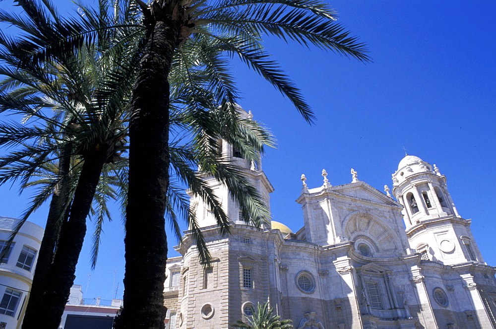 Spain, Andaloucia, Cadiz, The Cathedral & Palme At Fore