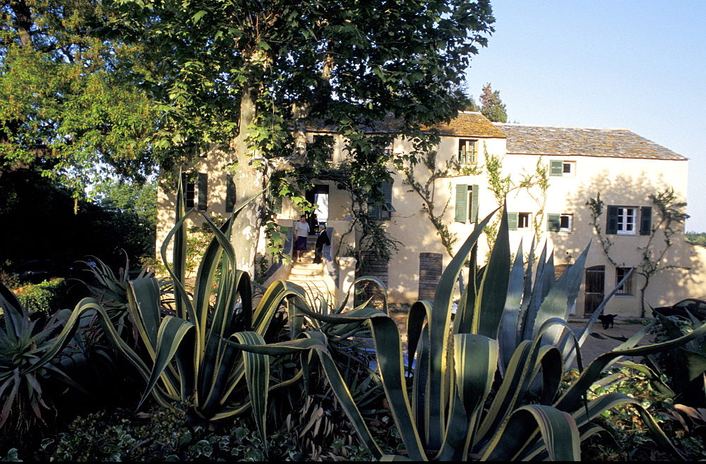 France, Corsica Island, Haute-Corse, Domaine De Valle Near Furiani