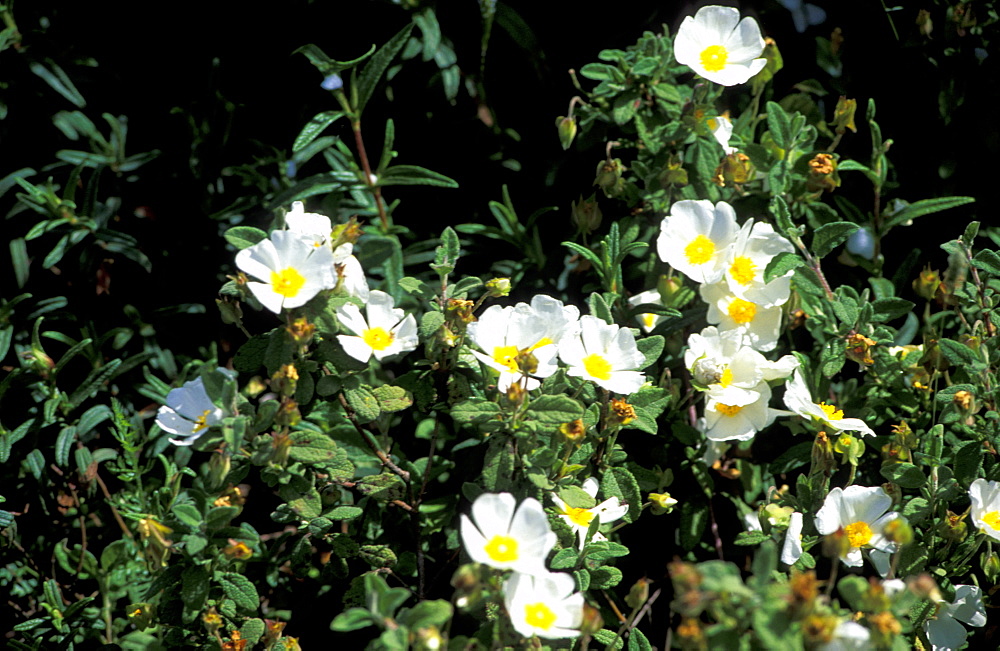 France, Corsica Island, Corse-Du-Sud, Porticcio Vicinity At Spring, Blossoming Broom