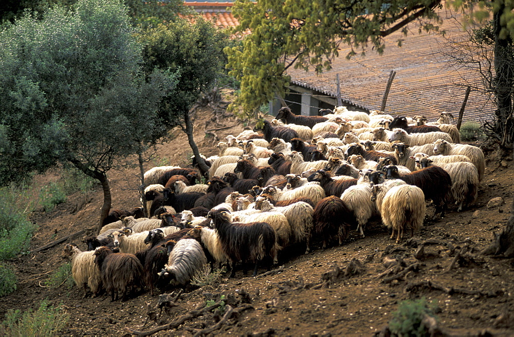 France, Corsica Island, Corse-Du-Sud, Propriano, J, C, Mondalini Pigs & Corsican Sheep Grower, Herd Of Ewes Returning At Dusk