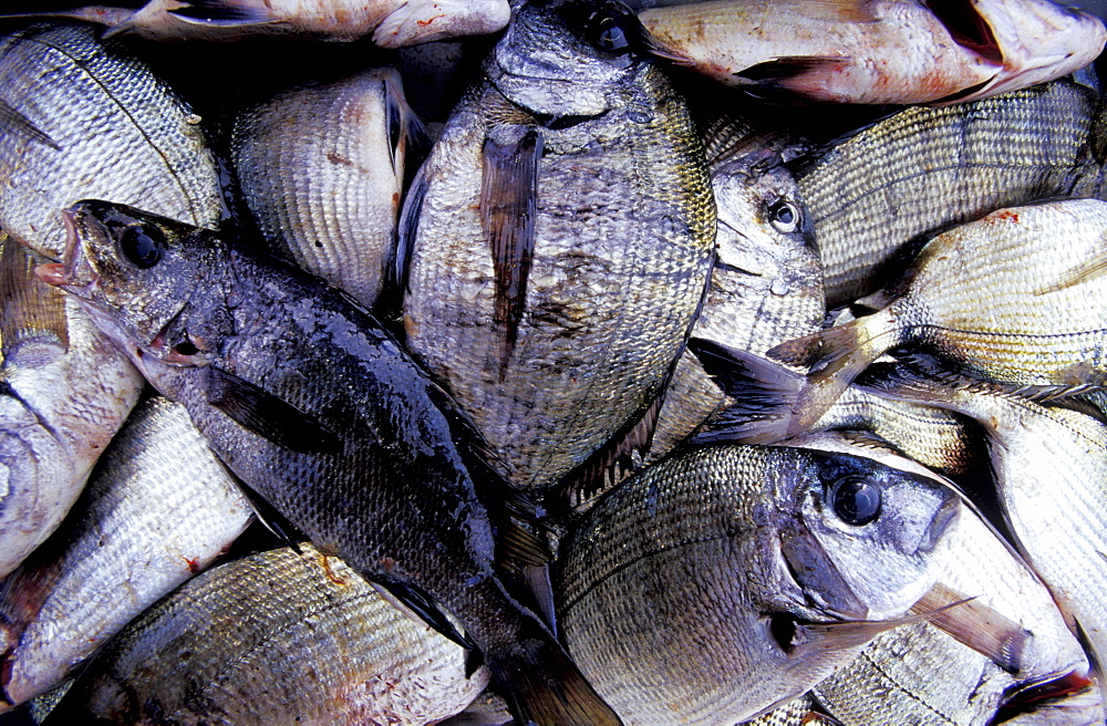 France, Corsica Island, Corse-Du-Sud, Propriano, Fishes For Sale At The Market