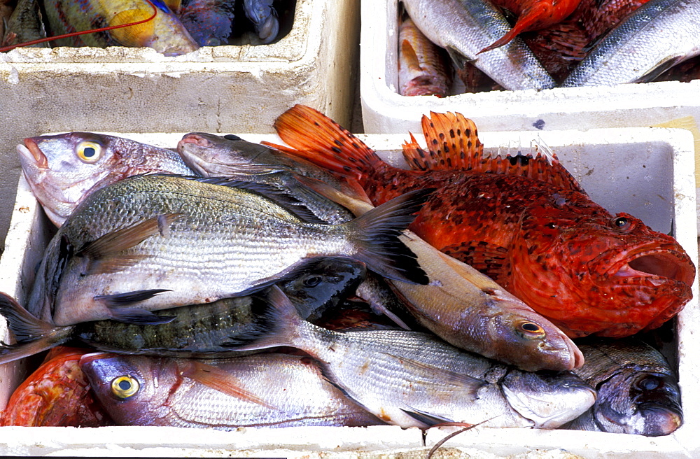 France, Corse Island, Corse-Du-Sud, Campo Moro, Alain Ettori Fisherman