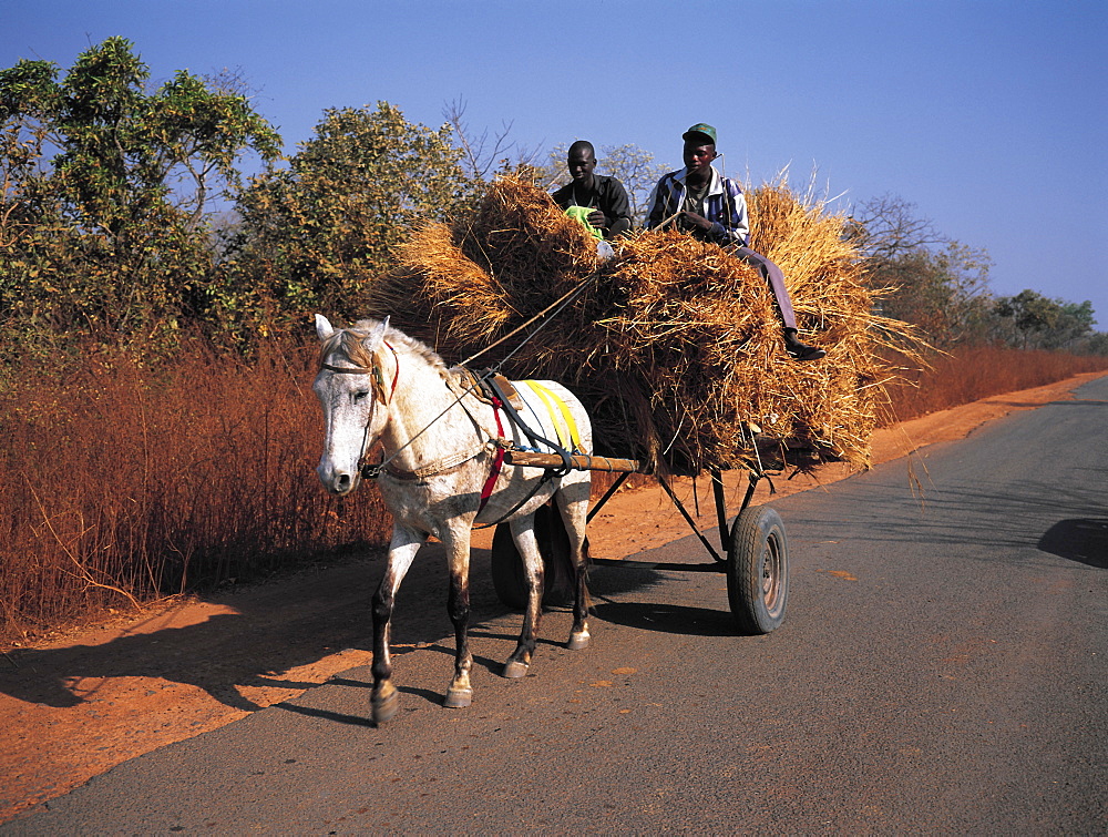 Senegal, Casamance, Cart & Millet Hay On The Road