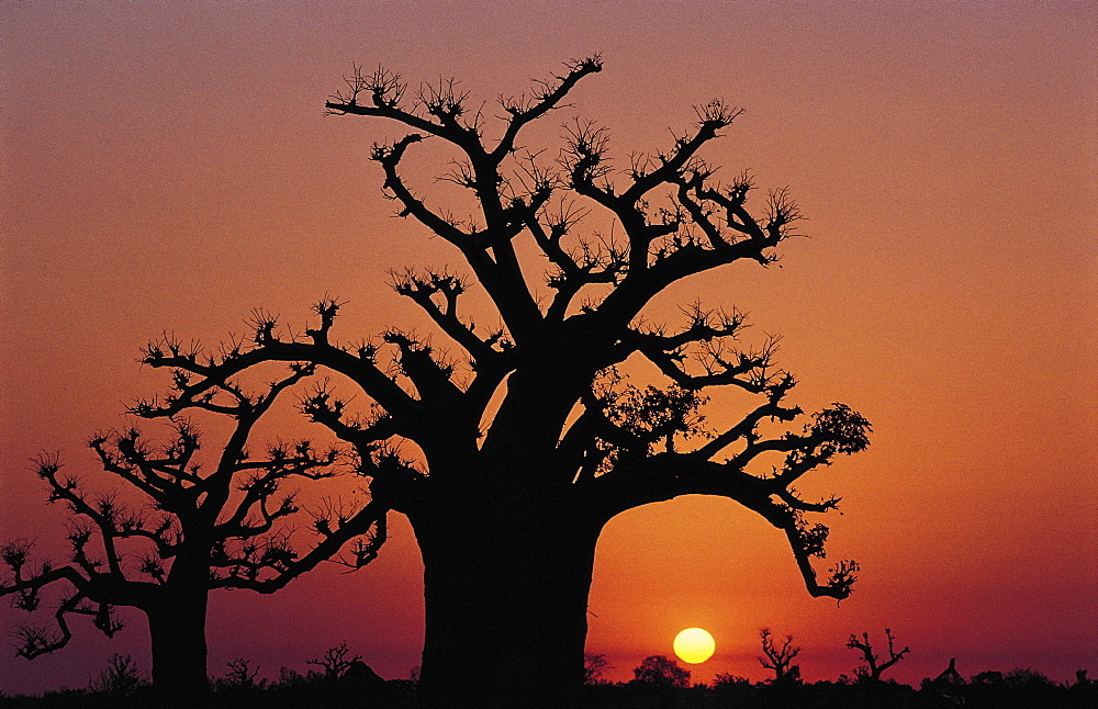 Senegal, Baobab Against Red Sky At Dusk