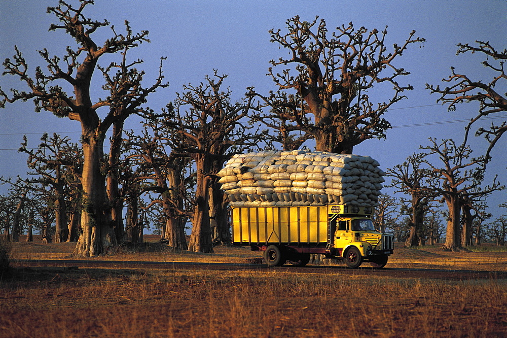 Senegal, Cayor, Banda Baobabs Forest, Lorrytruck Overloaded With Peanuts Bags