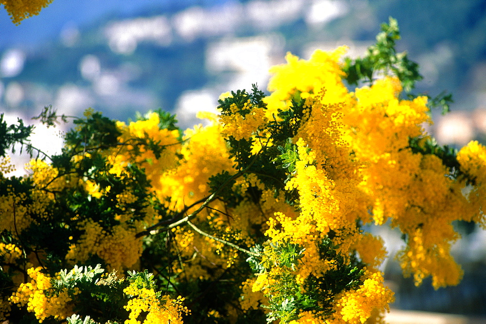 France, Cote D'azur, Alpes Maritimes (06), Nice, Mimosa Flowers In Winter Time