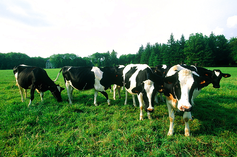 France, Touraine, Indreetloire (37), City Of Richelieu Built By Cardinal Richelieu In Xviith Century, Cows Grazing In A Field