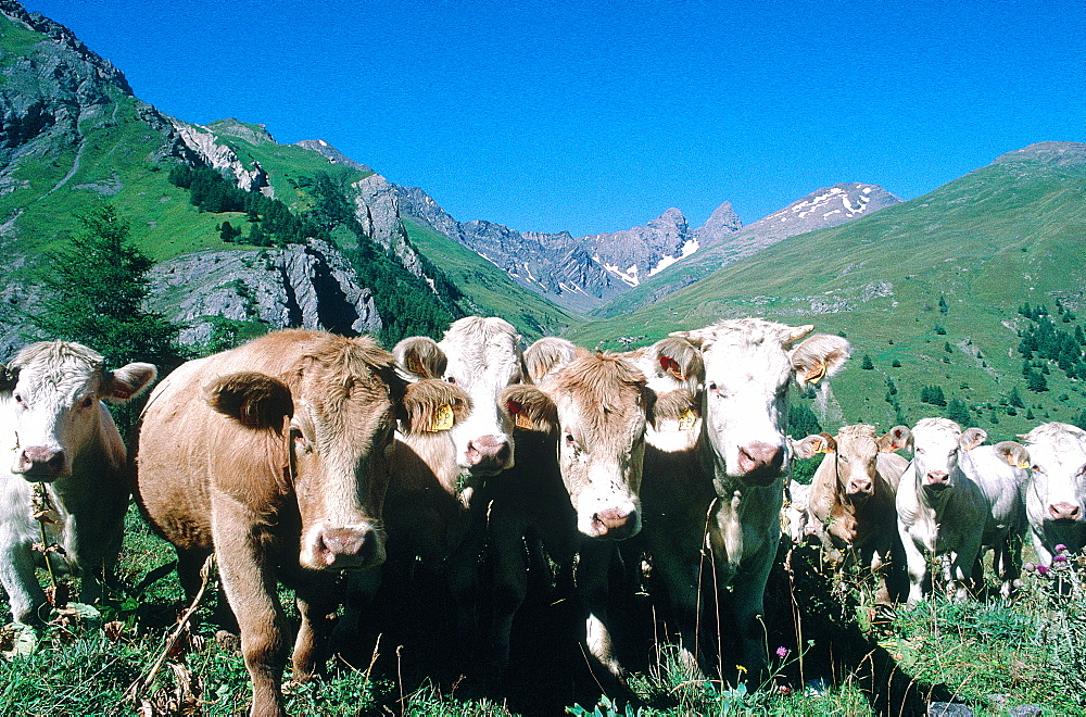 France, Alps, Savoie, Curious Cows Looking At The Photographer, The Aiguilles D'arve Peaks At Back