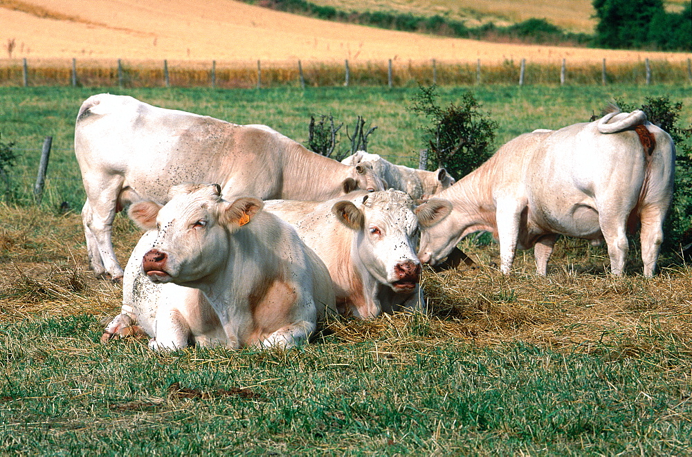 France, Burgondy, Cote D'or (21), Saulieu, Charolais Cows Resting In Summer