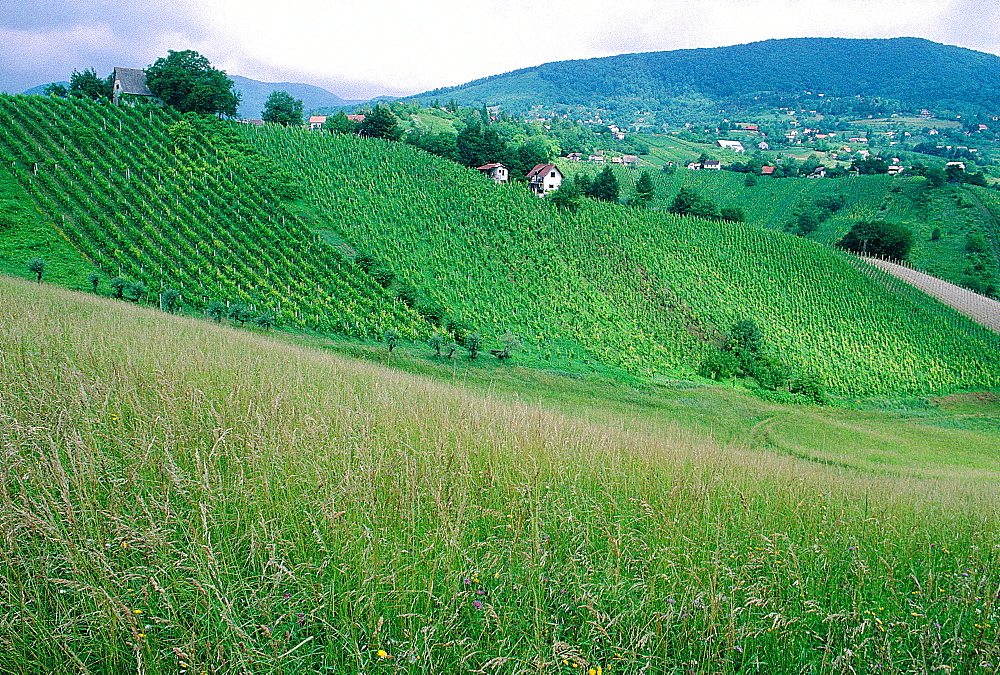 Croatia, Pljevisica Wine Region, Landscape On Vineyards