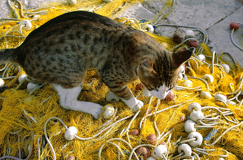 Croatia, Dalmatia, Dalmatian Coast, Split, Cat Seeking For Fish On Fishing Nets, Harbour Quay