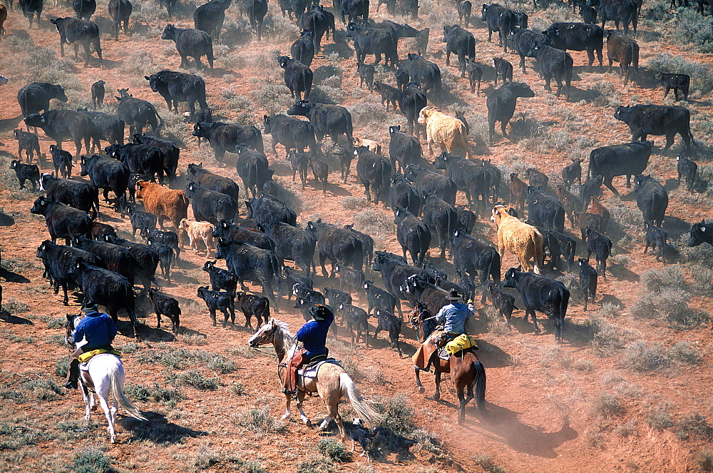 Usa, South West, Wyoming, Big Horn Mountains, Aerial Of Cowboys Herding A Cattle Drive At Fall