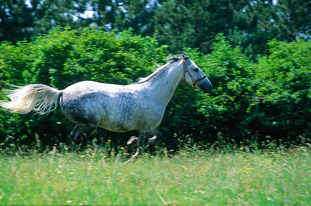 Slovenia, Lipizzan Studfarm, Lipizzaner White Horse Galloping