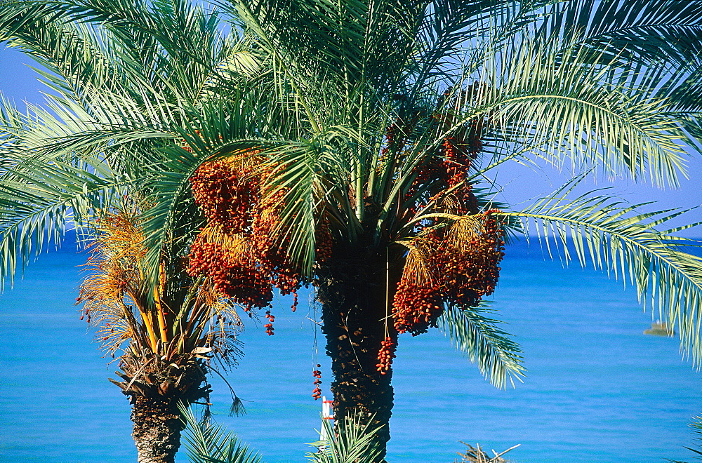 Syria, Mediterranean Coast, Palms With Ripe Dates On The Beach At Ras Ibn Hani Peninsula 9 Km North Of Latakia