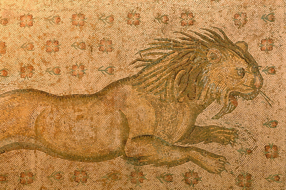 Syria, Orontes Valley, Apamea, The Museum Established In A Turkish Khan (Caravanserai),  An Outstanding Roman Mosaic Found In The Apamea Cardo Ruins And Representing A Hungry Angry Lion