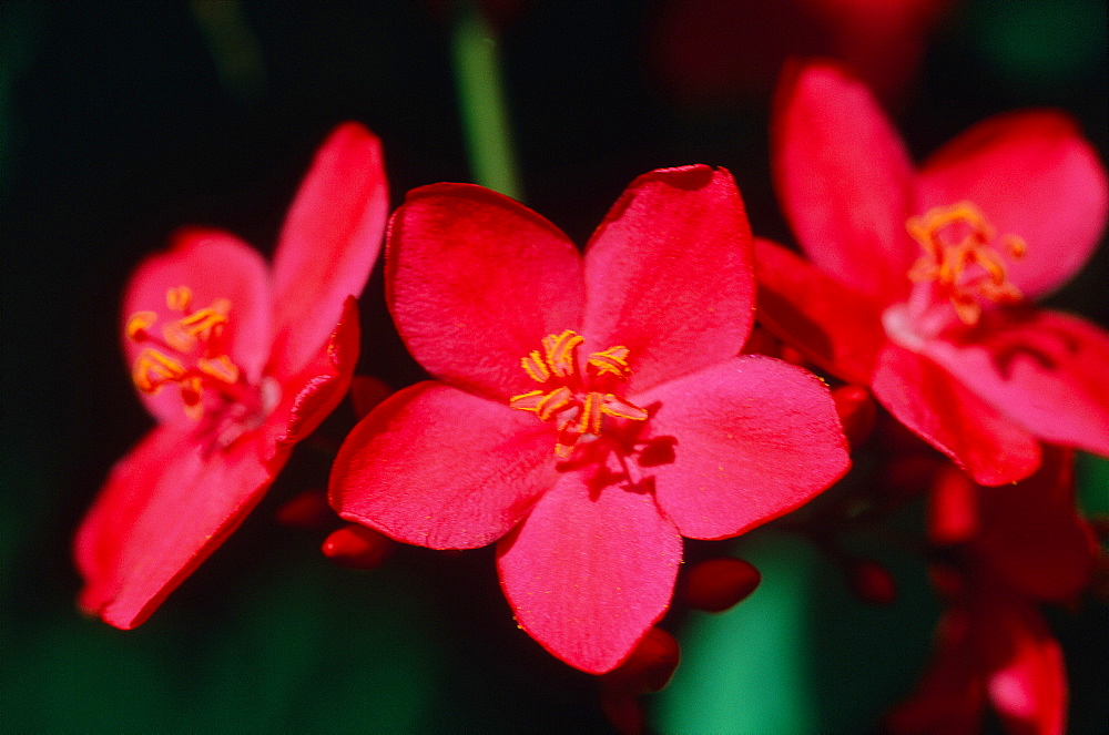 French Polynesia, Tropical Flowers