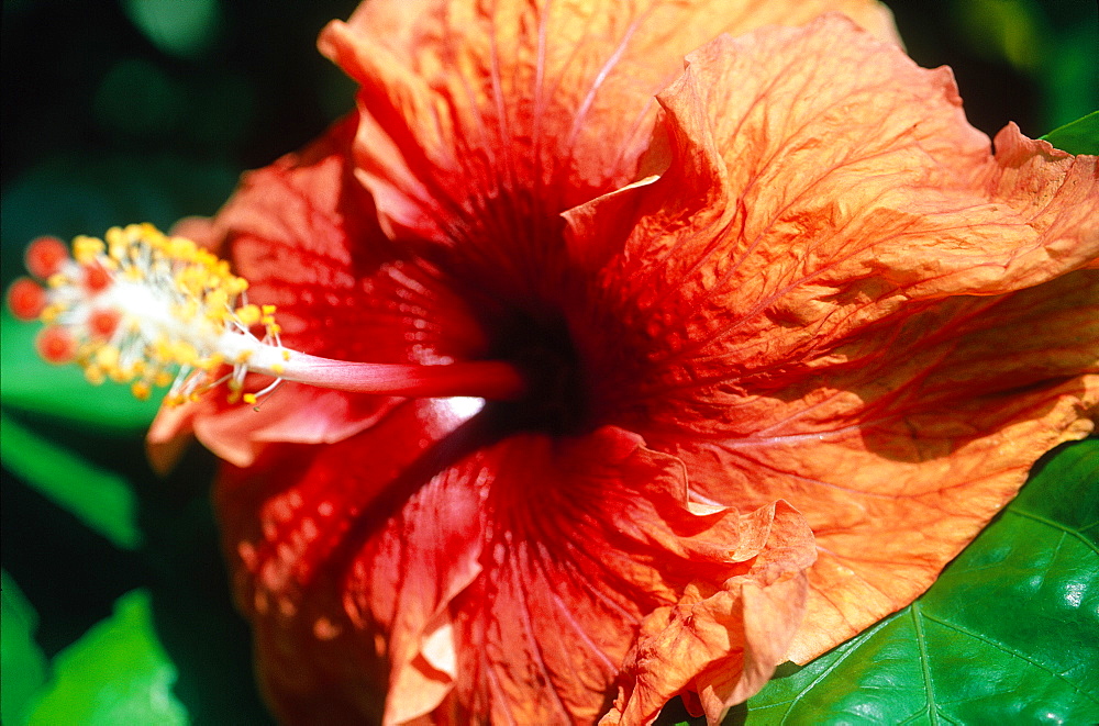 French Polynesia, Tropical Flowers, Red Hibiscus