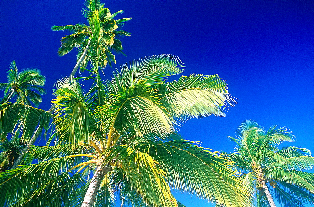 French Polynesia, Palms Against Blue Sky