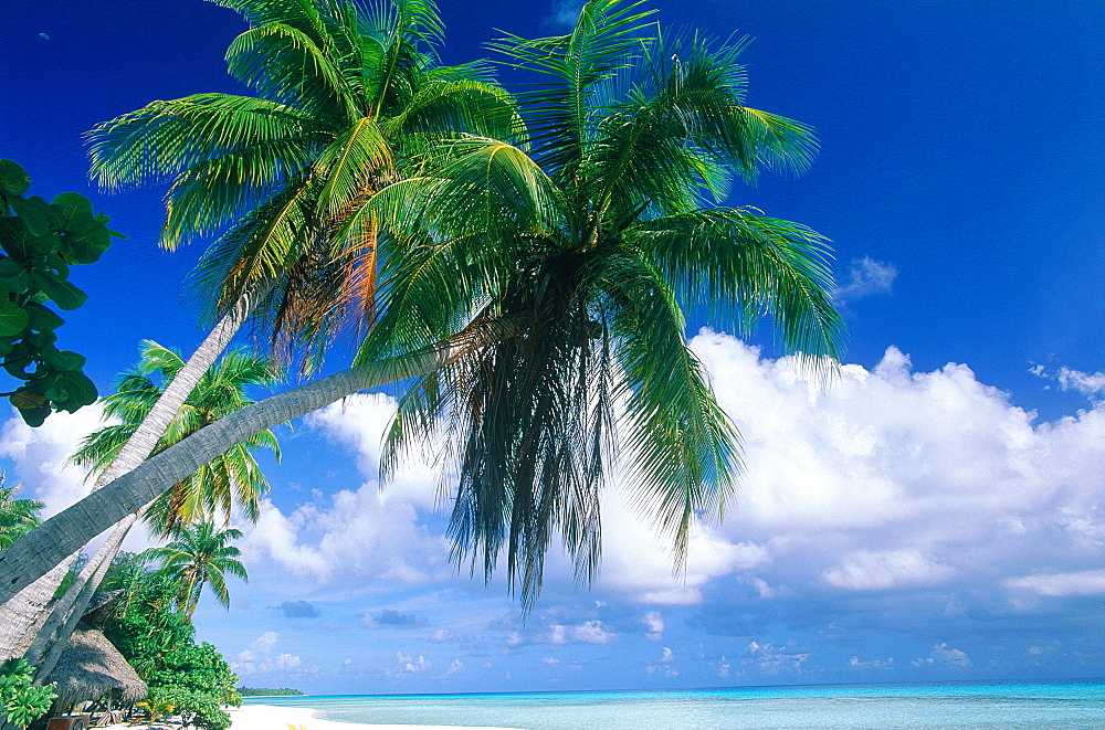 French Polynesia, Tuamotu Archipelago, Atoll Of Rangiroa, Palms At Lagon Bleu 