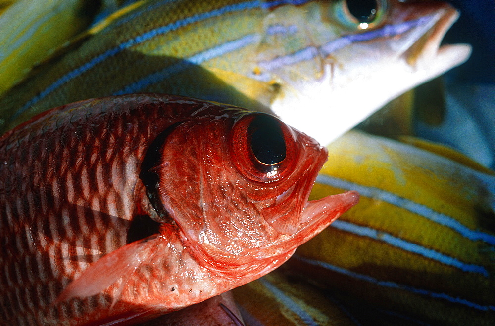 French Polynesia, Colorful Fishes Of The Lagoon Just Caught