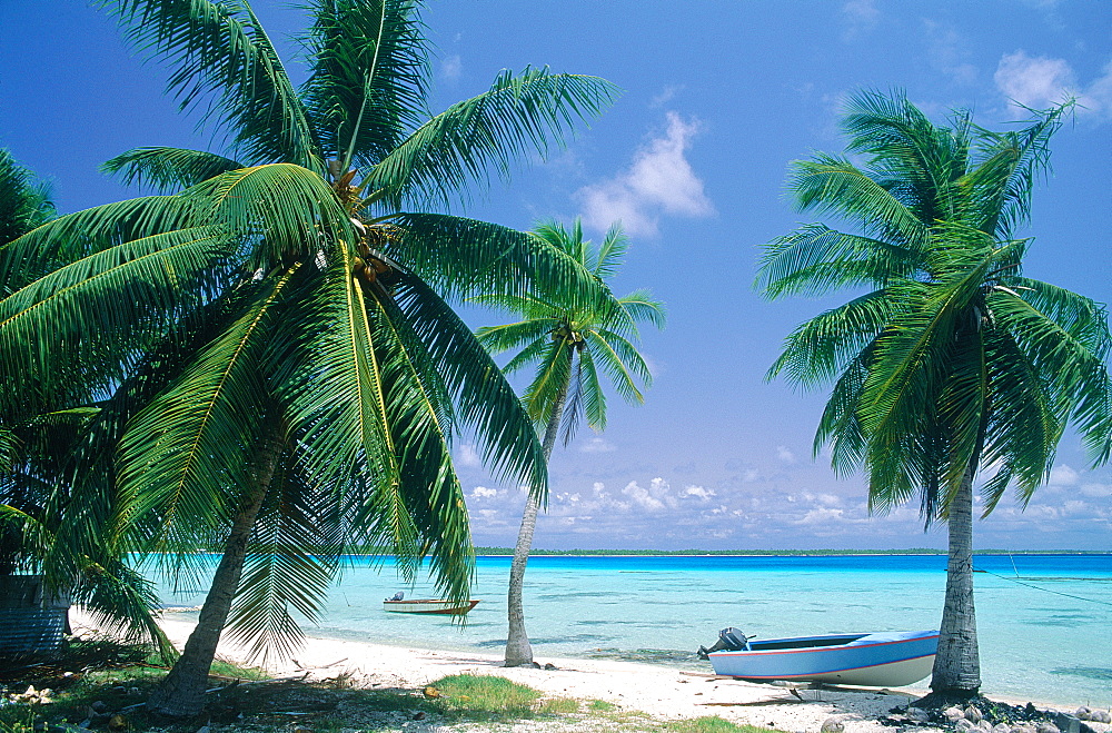 French Polynesia, Tuamotu Archipelago, Atoll Of Takapoto, The Lagoon And Shore, Palms