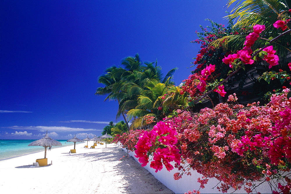 Mauritius Island, The Beach And Bougainvillea Flowers At Paradis Beach