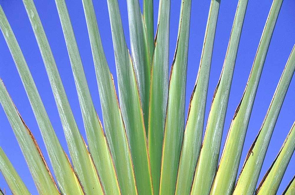 French West Indies, Guadeloupe, Close Up On A Palm