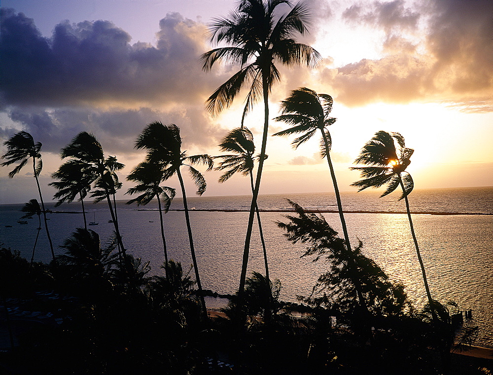 Brazil, Salvador De Bahia, Palms On The Beach At Dusk