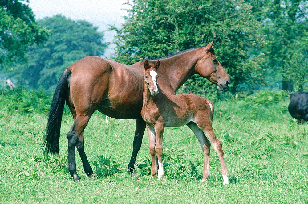 France, Normandy, Mare And Colt In A Field
