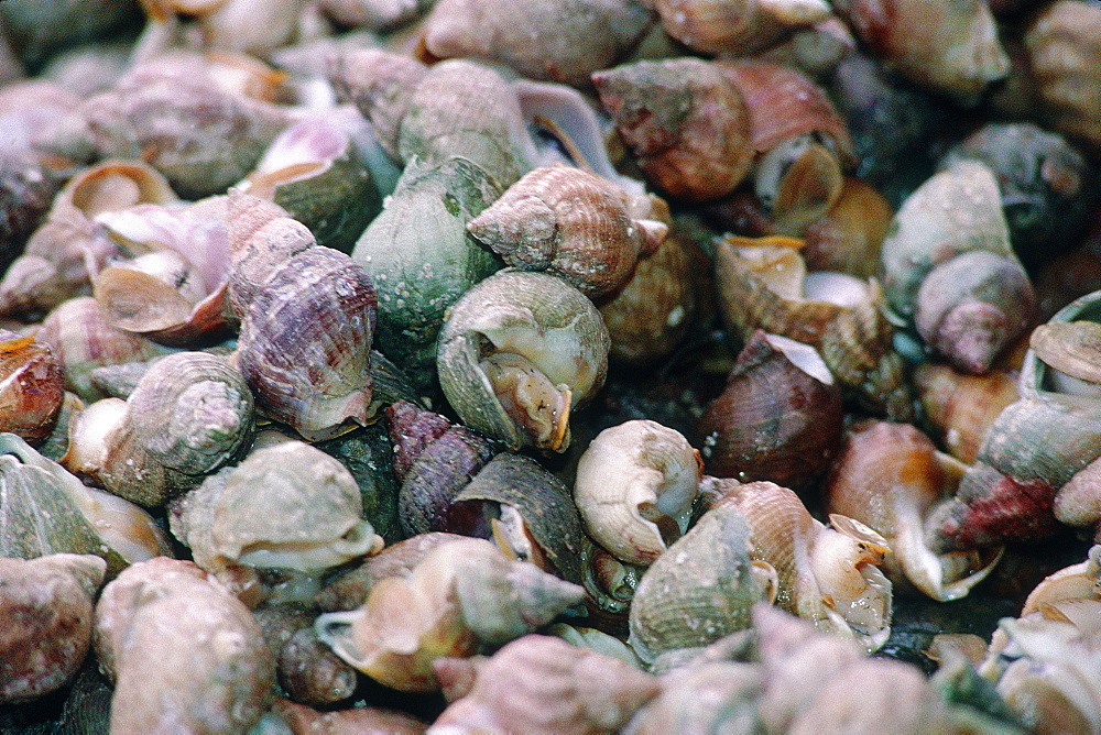 France, Normandy, Seinemaritime (76), City Of Dieppe, Fish Market, Close-Up On Whelk Shells