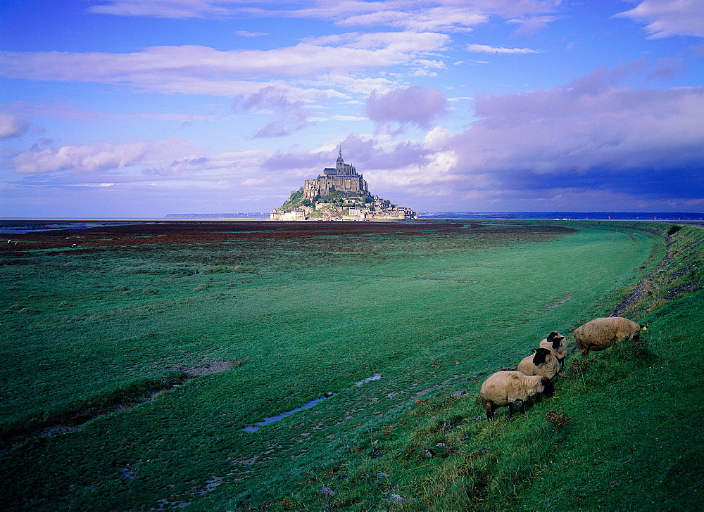 France, Normandy, Manche (50), Mont Saintmichel, Overview On The Mont St Michel And Sheep Pre Sale At Fore