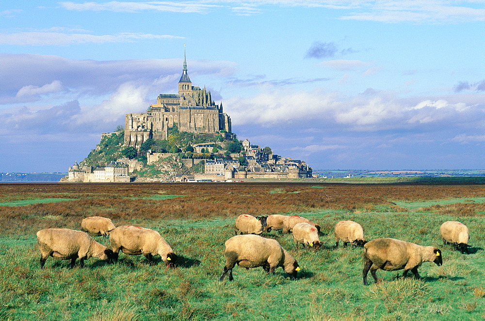 France, Normandy, Manche (50), Mont Saintmichel, Overview On The Mont St Michel And Sheep Pre Sale At Fore