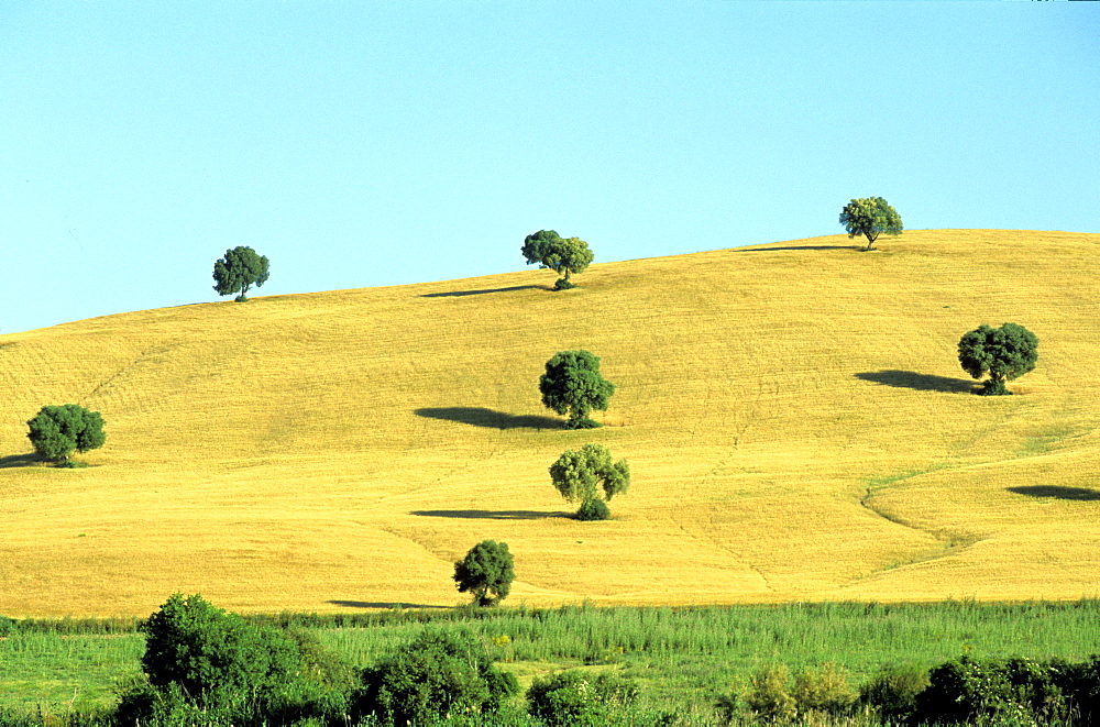 Spain, Andaloucia, Pueblos Blancos (White Villages) , Landscape Of Wheat Fields On A Hill With A Few Olives Trees