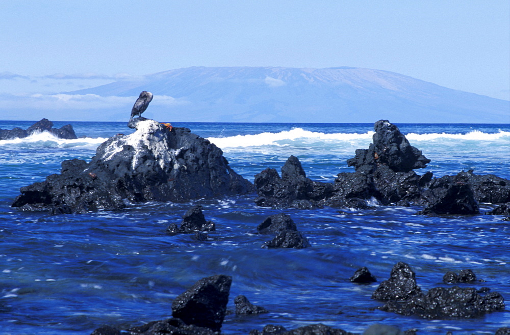 Ecuador, Galapagos Archipelago, Cruise On Board Of Ms Santa Cruz, Isabella Island, Urbina Bay