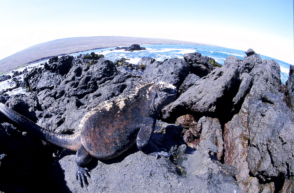 Ecuador, Galapagos Archipelago, Cruise On Board Of Ms Santa Cruz, Isabella Island, Urbina Bay