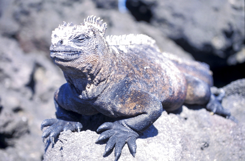 Ecuador, Galapagos Archipelago, Cruise On Board Of Ms Santa Cruz, Isabella Island, Urbina Bay