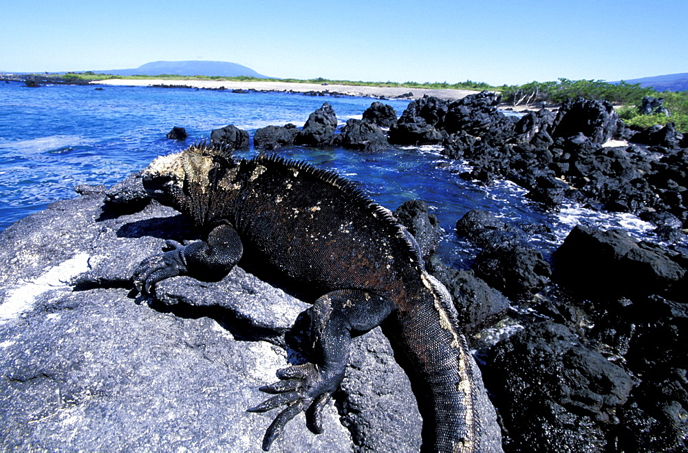 Ecuador, Galapagos Archipelago, Cruise On Board Of Ms Santa Cruz, Isabella Island, Urbina Bay