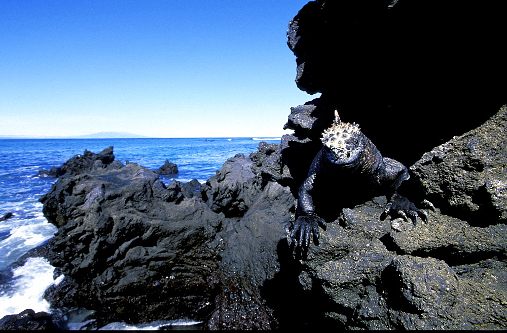 Ecuador, Galapagos Archipelago, Cruise On Board Of Ms Santa Cruz, Isabella Island, Urbina Bay